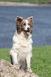 BORDER COLLIE 708